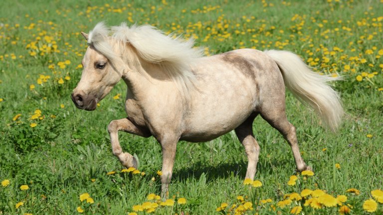Фалабела са с височина от от едва 70 см.