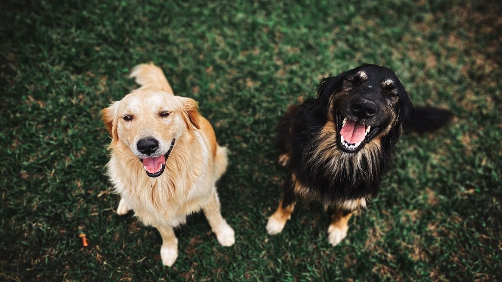 two-long-coated-brown-and-black-dogs-3114143