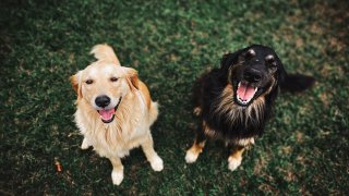two-long-coated-brown-and-black-dogs-3114143
