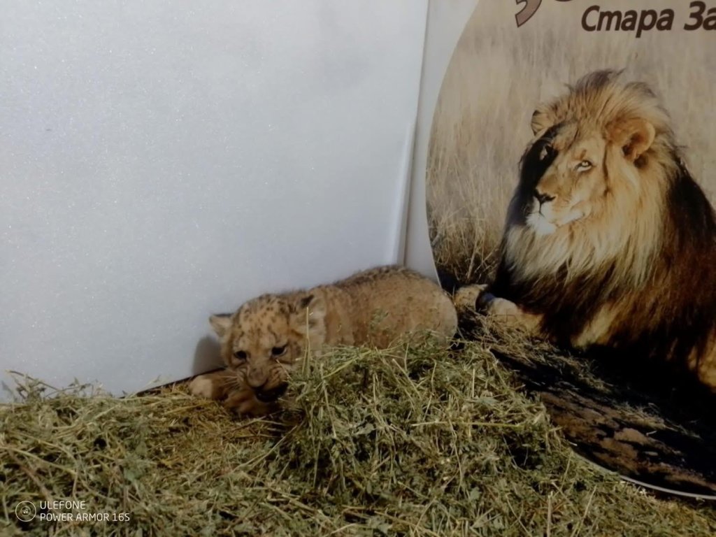 В Стара Загора се родиха три лъвчета (снимки) 🦁🦁🦁