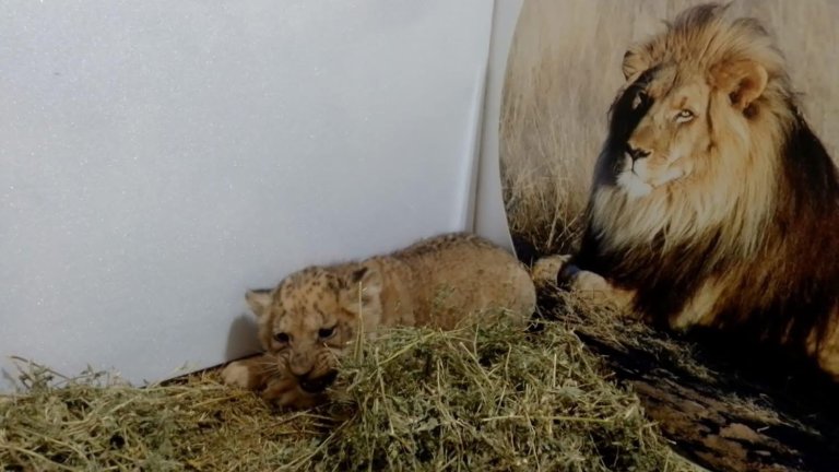 В Стара Загора се родиха три лъвчета (снимки) 🦁🦁🦁