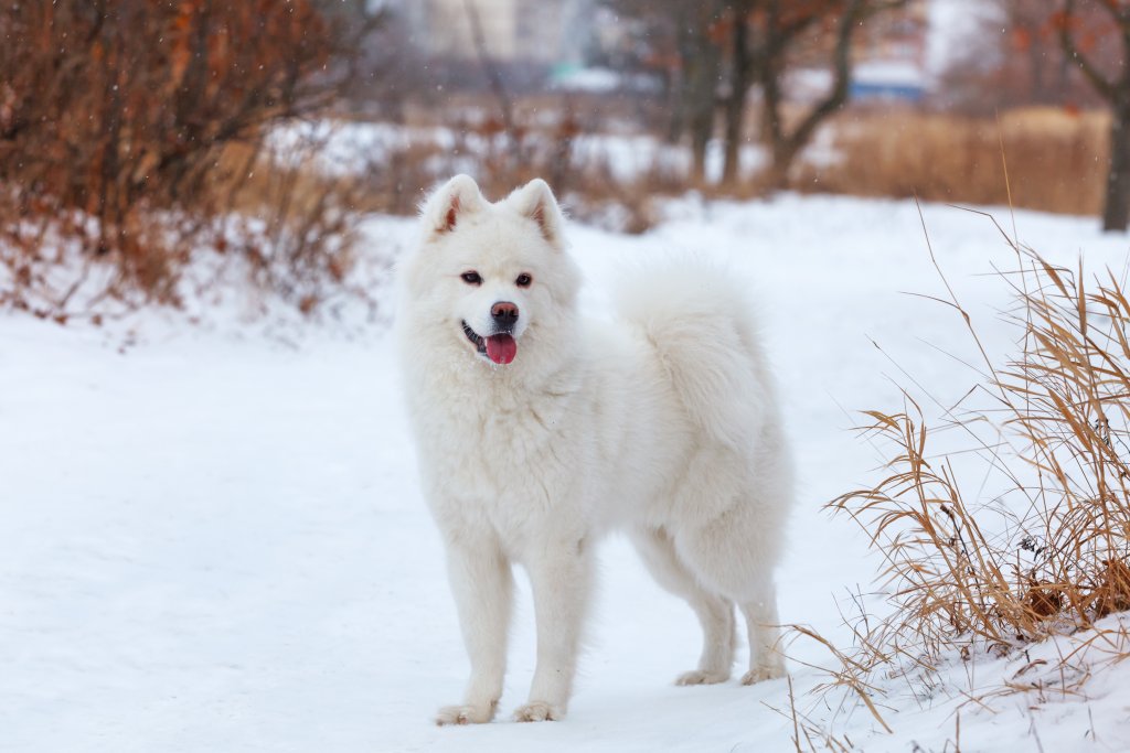 СамоедКорените на самоеда могат да се проследят до Сибир и това обяснява плътното кожухче, с което е снабдена тази порода. Самоедът обожава снега и зимата е неговото време, но за сметка на това през топлите дни трябва да му осигурите адекватно охлаждане. Във всички сезони обаче кучето изисква дълбоко почистване на козината и старателно ресане.