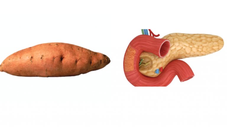 Сладък картоф: ПанкреасСлад­кият кар­тоф има пора­зи­телно сход­с­тво с пан­к­ре­аса, а и е дока­зано, че спо­мага за извър­ш­ване на фун­к­ци­ите на пан­к­ре­аса, като ста­би­ли­зира нивата на кръвна захар. Слад­ките кар­тофи балан­си­рат и гли­ке­ми­чен индекс при диа­бе­тици. Имат високо съдър­жа­ние на вита­мин Б6, който про­уч­ва­ния са пока­зали, че потиска рас­тежа на рак на пан­к­ре­аса!
