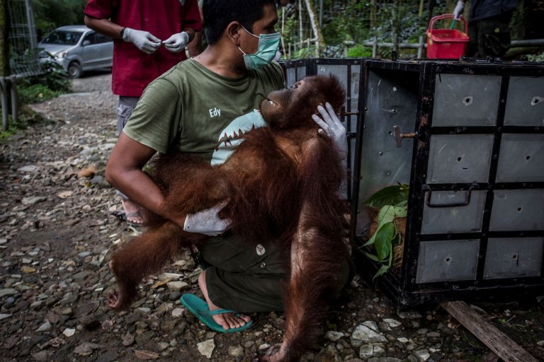 Малайзия иска да подарява орангутани на най-големите купувачи на палмово масло.