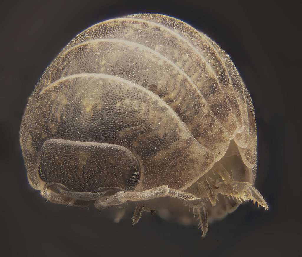 Oniscidea_all