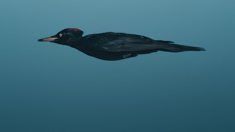 Най-смешните снимки на животни за 2025 г.