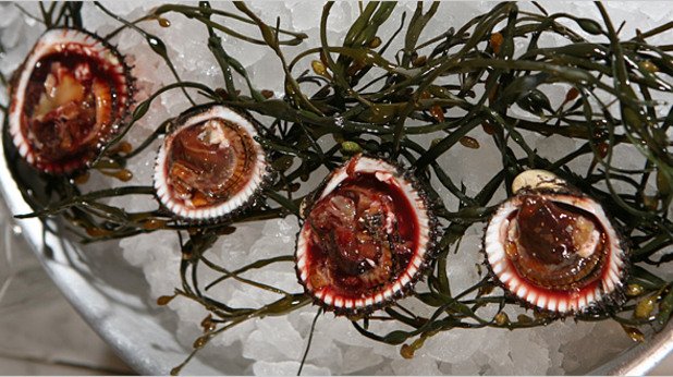 „Кръвни миди" (Blood Clams) Tegillarca granosa живеят във водите на мексиканския залив, в Антлантическия и Тихия океан. За разлика от другите видове миди, "кървавите миди" могат да ви заразят с различни вируси, включително хепатит А, коремен тиф или дизентерия. Когато пътувате, избягвайте „кървавите миди" особено от Китайско море, които са известни причинители на епидемии от хепатит. Името "кървави" идва от червената вътрешност на мидата, която съдържа високи нива на хемоглобин