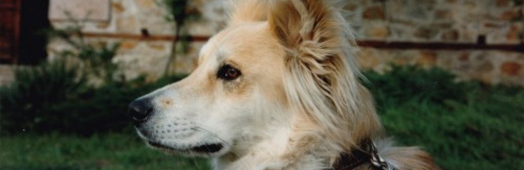Koochimir-Koochimirov-no-one-believed-he-was-a-stray-500x334