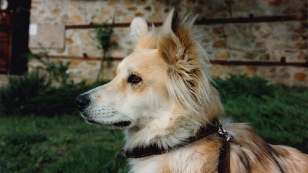 Koochimir-Koochimirov-no-one-believed-he-was-a-stray-500x334