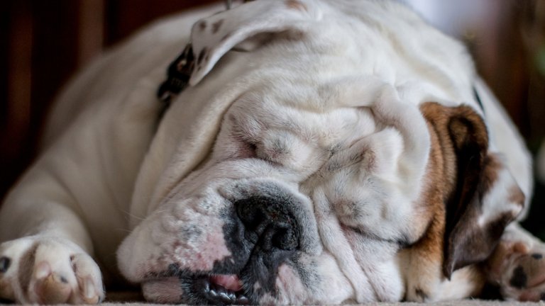 Във Великобритания опитват да укротят резвъждането на животни с ектремни черти (снимката е илюстративна)