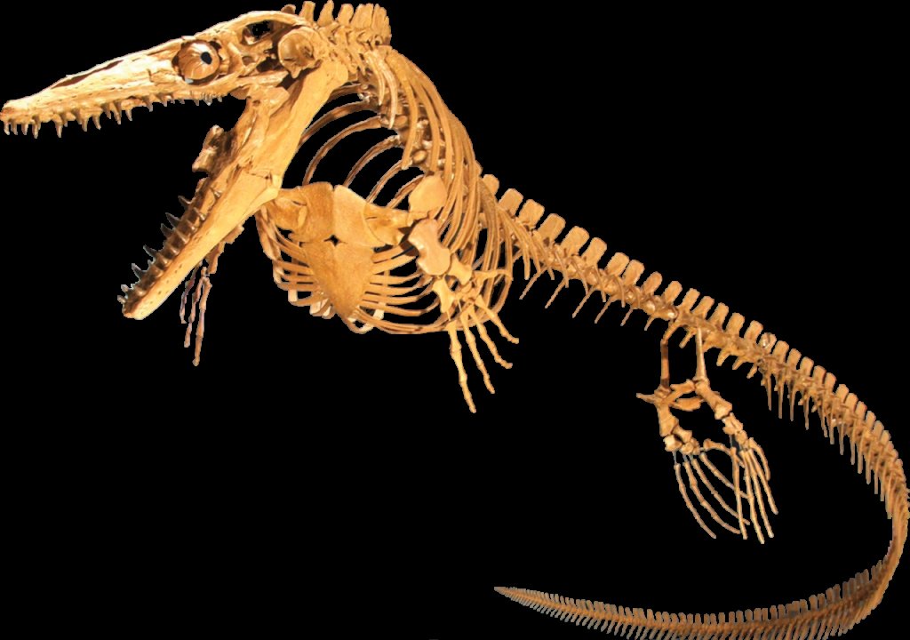 Platecarpus_planifrons_Clean