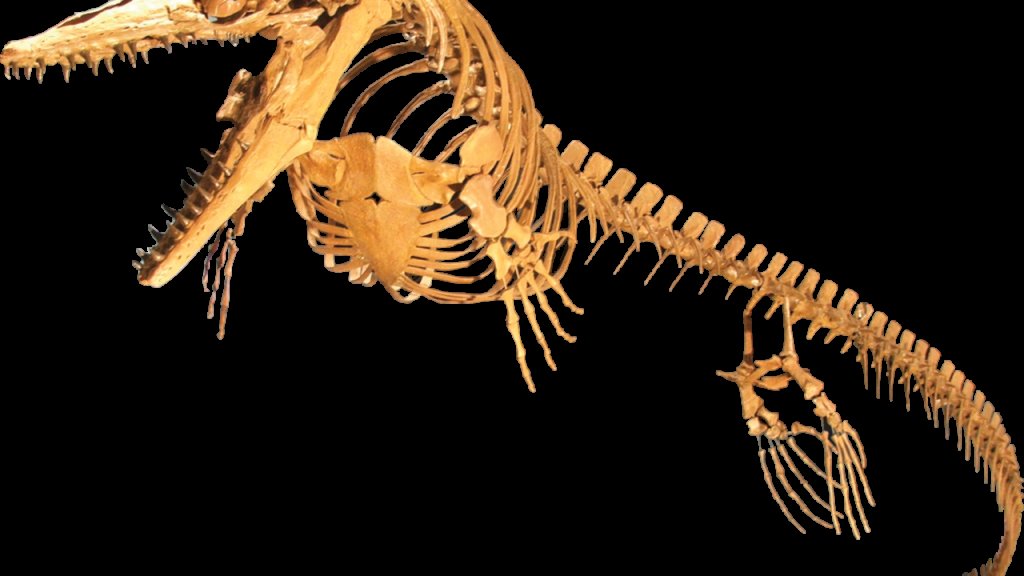 Platecarpus_planifrons_Clean