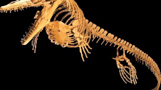 Platecarpus_planifrons_Clean