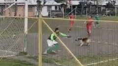 Куче вкара гол на аматьорски мач, оказа се в засада (видео)