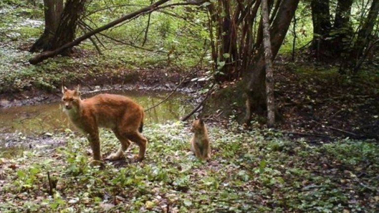 За животните Чернобил е най-опасната райска градина на Земята