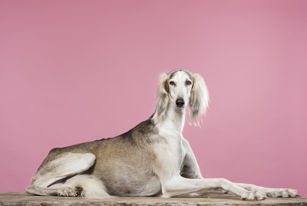 СалукиСалуки често се описва като куче, по-близо по характер до котките. Това са търпеливи, кротки и гальовни кучета, които обичат уюта, семейството си и излежаването на дивана. За съжаление организмът им е твърде деликатен и често продължителността на живота им е малко над 10 години.
