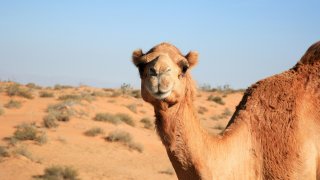 saj-shafique-de7Zqg3j3FI-unsplash