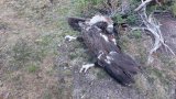 Птиците най-вероятно са били примамени с отровено месо от убита крава