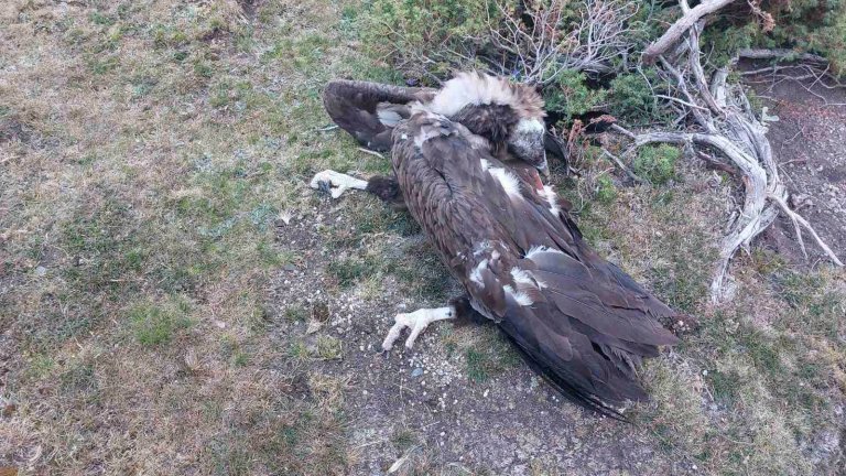 Птиците най-вероятно са били примамени с отровено месо от убита крава