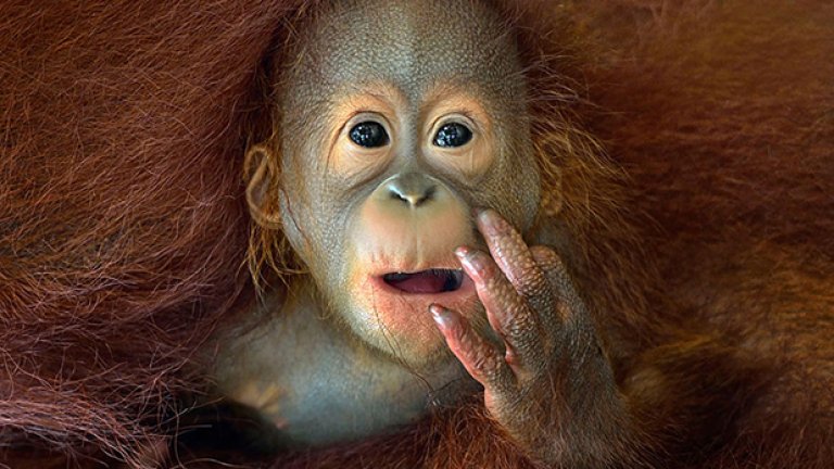 Singapore National Award: “What are you staring at!", от Чин Буун Ленг