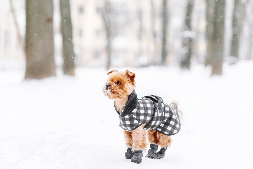 Не пренебрегвайте кучешките дрешкиНе, кучешките дрешки и обувки не са глезотия, особено ако сте собственик на куче от малка и/или късокосместа порода. Точно както вие обичате да сте в топъл пуловер и хубаво палто през зимните дни, така и малките и късокосмести кученца обичат да им е топло и да са добре защитени от студа.