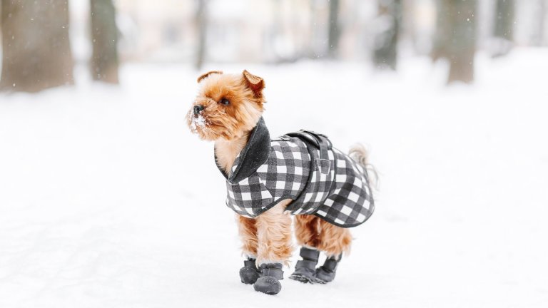 Не пренебрегвайте кучешките дрешкиНе, кучешките дрешки и обувки не са глезотия, особено ако сте собственик на куче от малка и/или късокосместа порода. Точно както вие обичате да сте в топъл пуловер и хубаво палто през зимните дни, така и малките и късокосмести кученца обичат да им е топло и да са добре защитени от студа.