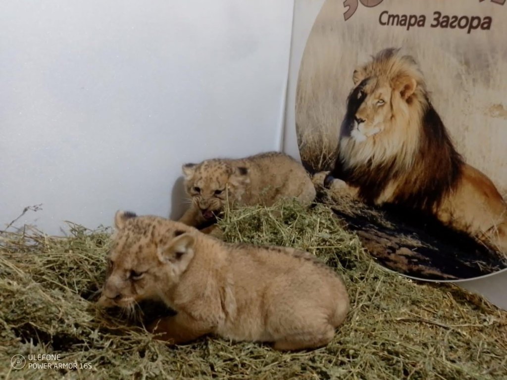 В Стара Загора се родиха три лъвчета (снимки) 🦁🦁🦁