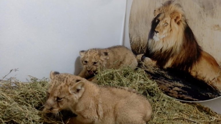 В Стара Загора се родиха три лъвчета (снимки) 🦁🦁🦁