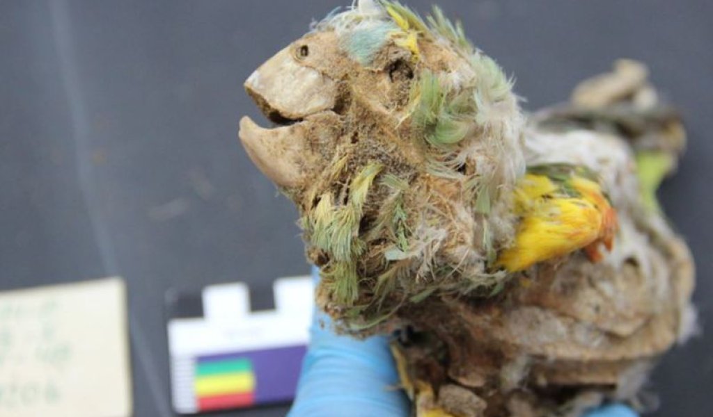 parrot_mummy