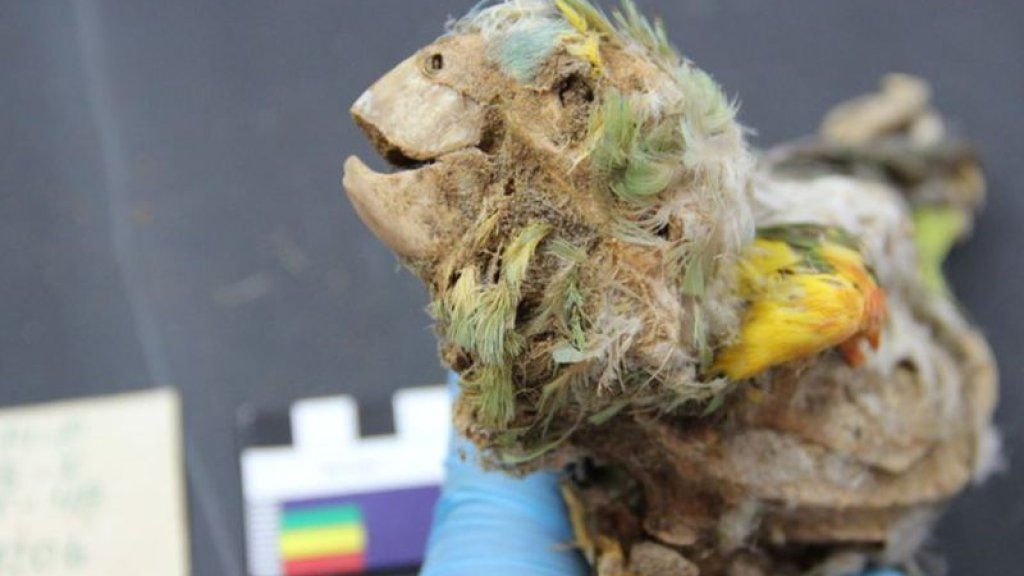 parrot_mummy