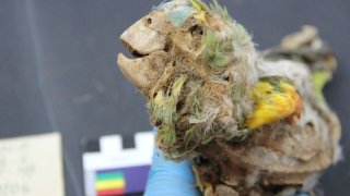 parrot_mummy