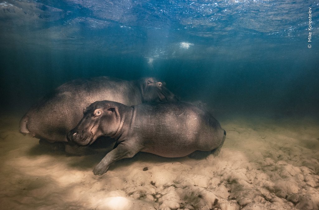 Победител в категория: Подводни (хипопотам и двете ѝ малки си почиват в плитко езеро)