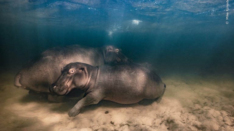 Победител в категория: Подводни (хипопотам и двете ѝ малки си почиват в плитко езеро)