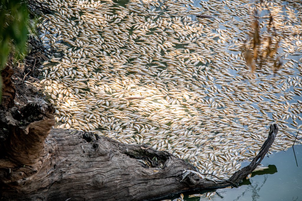 Милиони мъртви риби задръстиха река в Австралия (снимки)