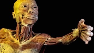 BodiesExhibition3