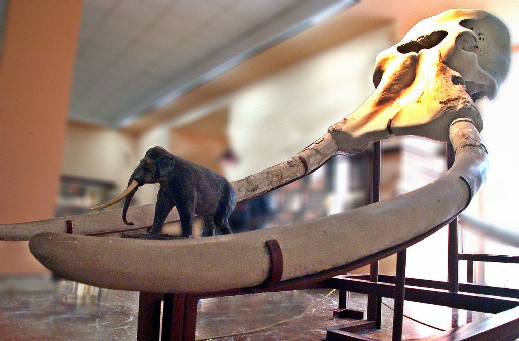1280px-Elephas_antiquus