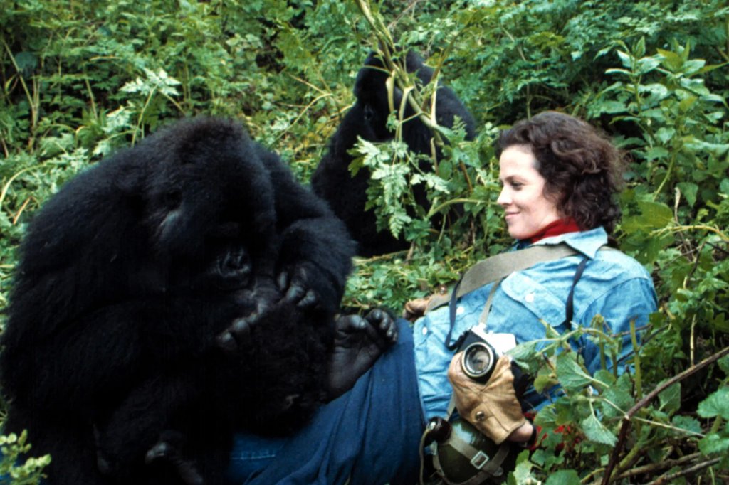 "Горили в мъглата" със Сигорни Уийвър е разказа за Даян Фоси, която заминава за Конго съвсем сама, за да изучава навиците на горилите (които по това време са изчезващ вид) за National Geographic. Филмът е вдъхновяващ и акцентира върху силата на волята. Самата Даян Фоси е убита през 1985г., като убийството й най-вероятно е свързано именно с работата й на приматолог и с каузата й да опази горилите. През 2017г. National Geographic пуснаха мини сериал за нея, но "Горили в мъглата" си остава любима класика.