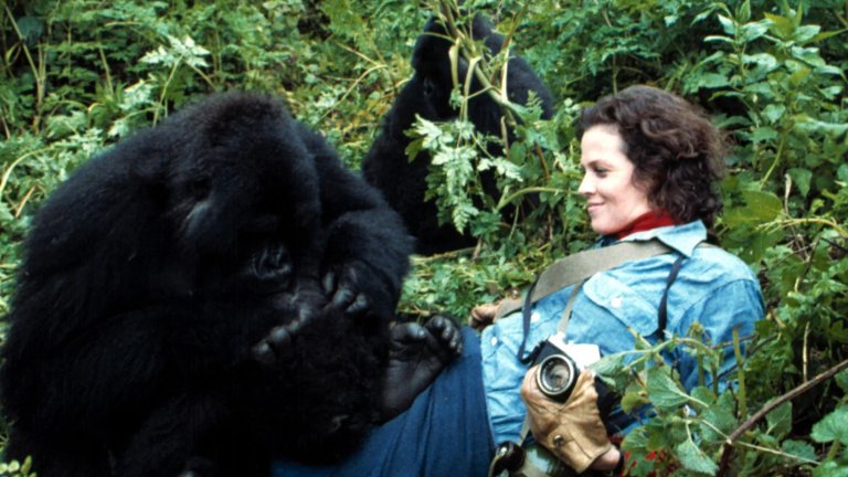 "Горили в мъглата" със Сигорни Уийвър е разказа за Даян Фоси, която заминава за Конго съвсем сама, за да изучава навиците на горилите (които по това време са изчезващ вид) за National Geographic. Филмът е вдъхновяващ и акцентира върху силата на волята. Самата Даян Фоси е убита през 1985г., като убийството й най-вероятно е свързано именно с работата й на приматолог и с каузата й да опази горилите. През 2017г. National Geographic пуснаха мини сериал за нея, но "Горили в мъглата" си остава любима класика.