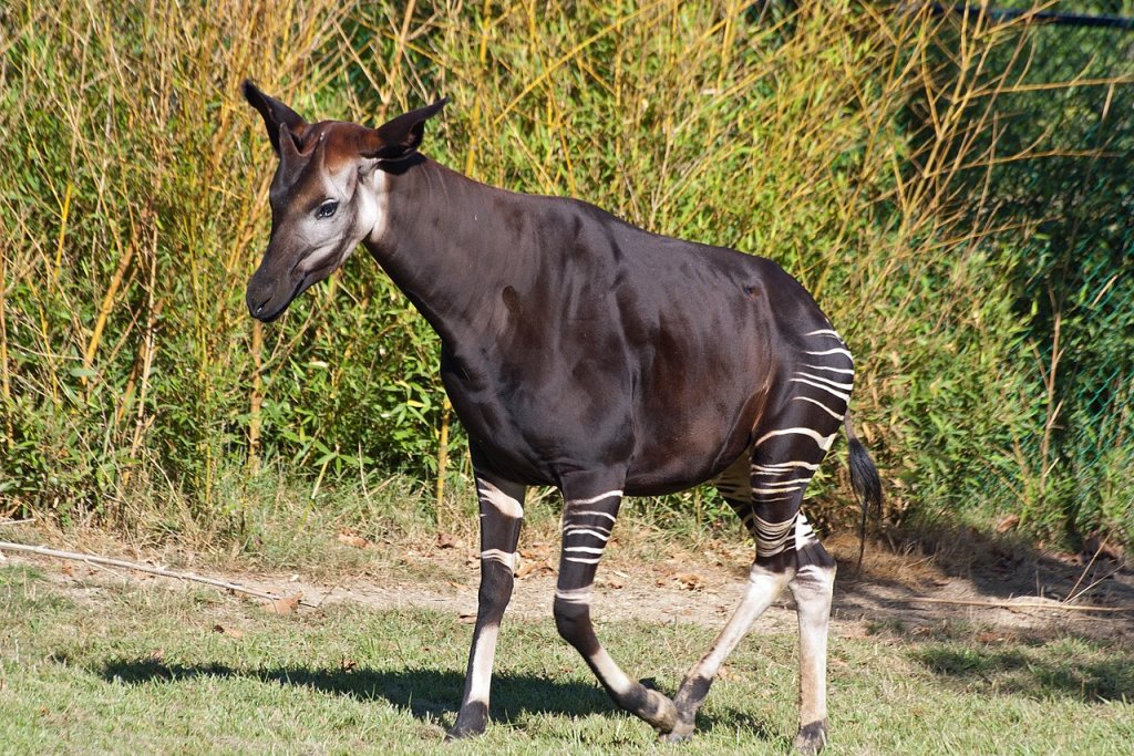 Saint-Aignan_(Loir-et-Cher)._Okapi