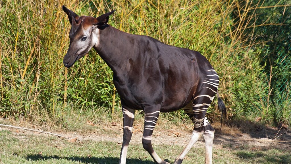 Saint-Aignan_(Loir-et-Cher)._Okapi