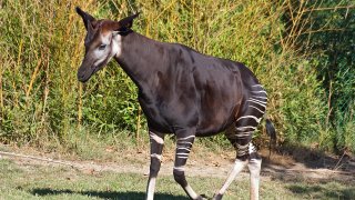 Saint-Aignan_(Loir-et-Cher)._Okapi