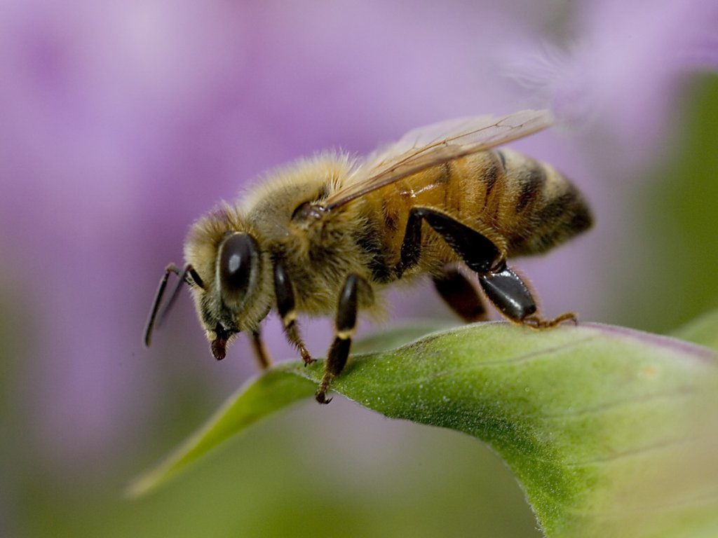 Africanized Honey Bee