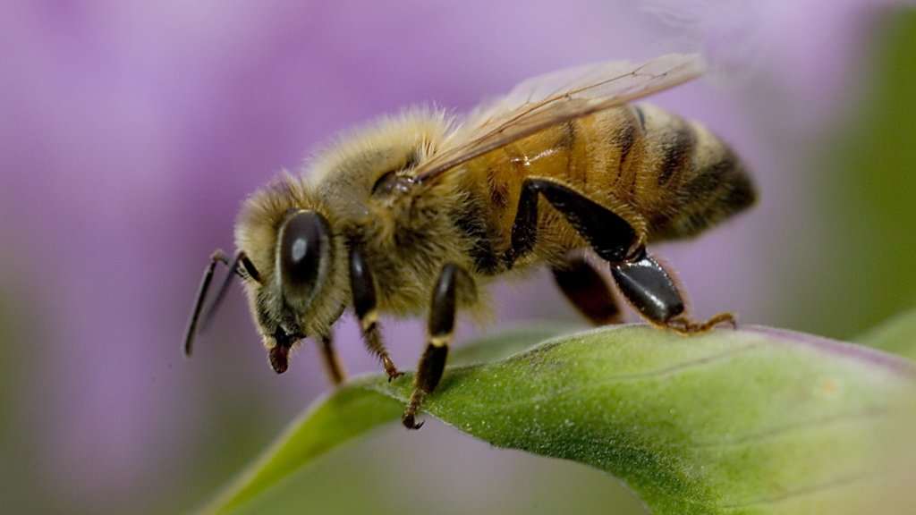 Africanized Honey Bee