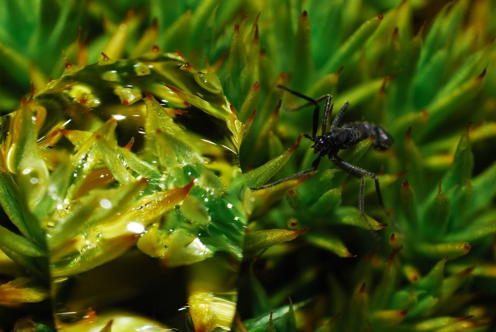 1280px-DSC_1241_fly_moss