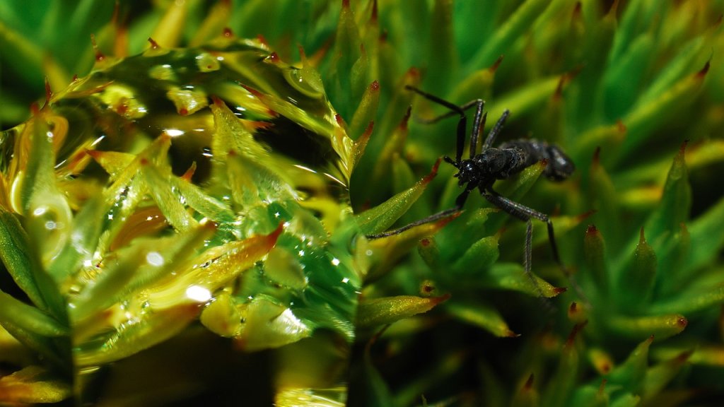 1280px-DSC_1241_fly_moss