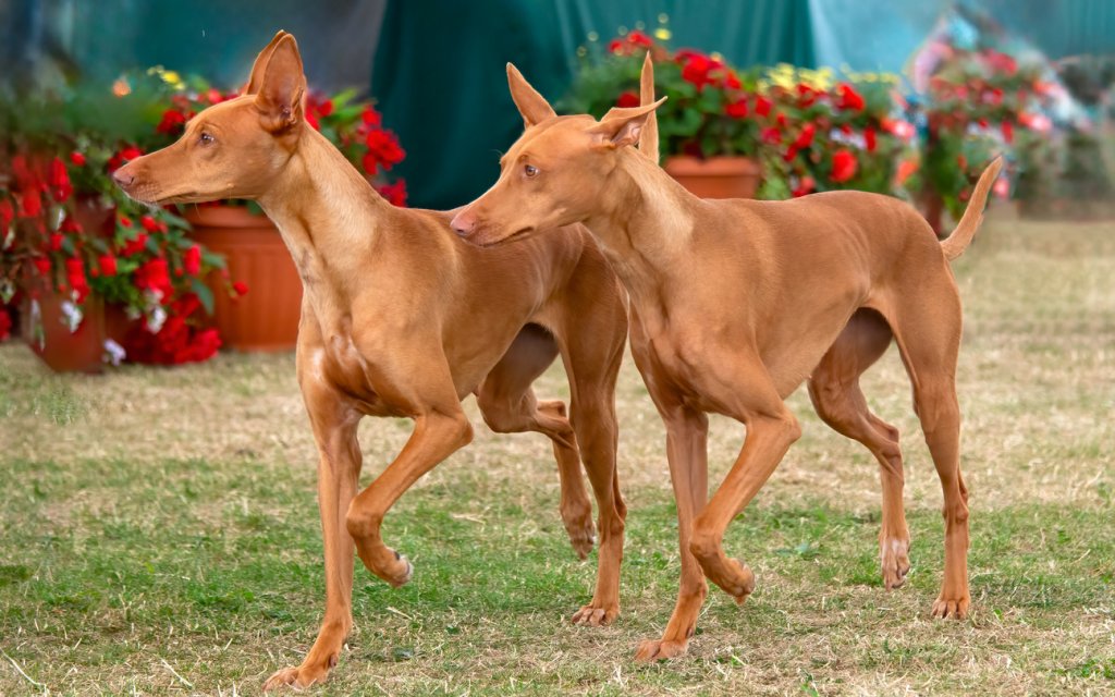 Сицилианска хръткаНие може и да не познаваме добре сицилианската хрътка, но всъщност породата е много стара и е в региона на Сицилия от векове. Както всички хрътки, така и сицилианската хрътка е лоялна, пъргава, умна и влюбена в разходките.