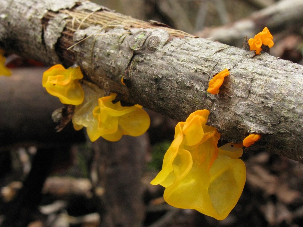 Tremella_mesenterica_32807