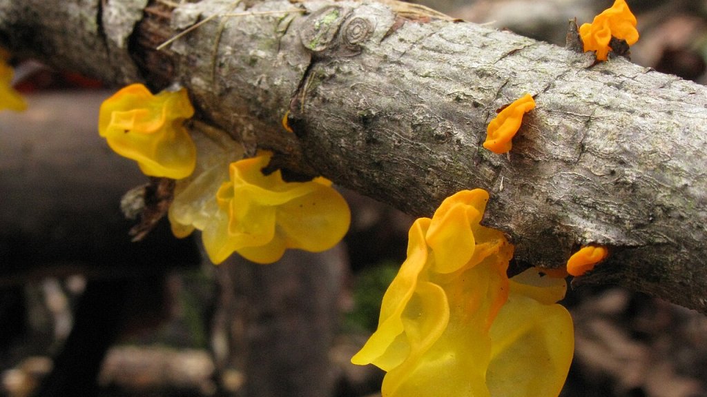 Tremella_mesenterica_32807