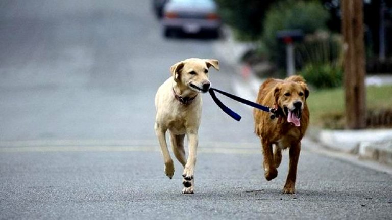 Според неправителствени организации "евтаназията е доказано неработещ метод" за справяне с бездомните кучета