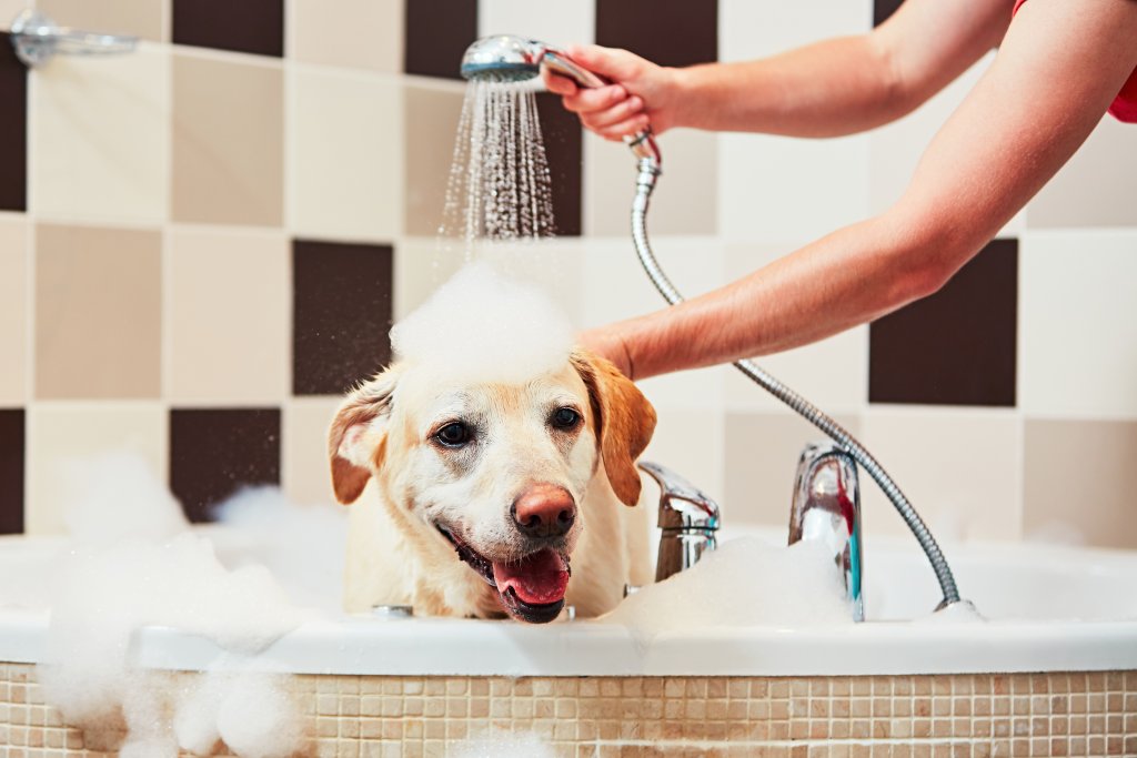 Къпете кучето си възможно най-рядкоДобра идея е да сведете до минимум къпането на четириногия си приятел, но не само заради риска от простуда. Всяко къпане отнема от козината на кучето ценните естествени масла, които го защитават и пазят косъма му здрав и лъскав, така че му спестете банята, ако е възможно.